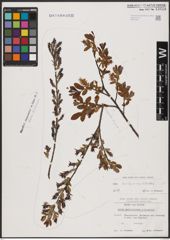 Foto von Salix aurita L. x Salix myrtilloides L.